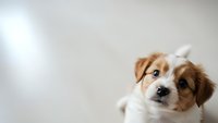 Adorable brown and white puppy with expressive eyes looking up curiously against neutral background with copy space for pet care and animal content.