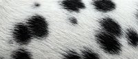 Close-up of natural animal fur texture with black spots on white background. Soft organic pattern for fashion, textile design and nature concepts.