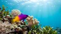 Colorful fish swimming among coral reef formations in clear tropical waters with sunlight filtering through the surface.