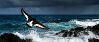 Seagull flying over crashing ocean waves against dark rocky coastline under stormy sky. Dynamic seascape with bird in flight capturing nature's power and freedom.