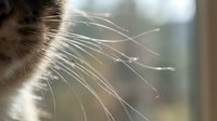 Young tabby cat with prominent whiskers backlit by natural light, close-up portrait showing facial details and whisker texture for pet and animal content.