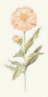 Delicate peach zinnia flower with bud and green leaves in soft watercolor style on light background, botanical art suitable for wall decor and stationery design.