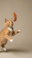 Playful orange tabby kitten jumping to catch feather toy on neutral background. Pet care, animal behavior and feline entertainment concept for veterinary use.