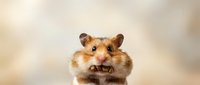 Cute hamster with golden brown fur and pink nose looking directly at camera against soft blurred background. Stock photo for pet care, animal behavior, and wildlife content.