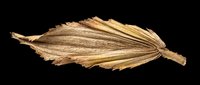Dried palm leaf isolated on transparent background, golden brown texture with natural fan shape, ready for t-shirt design, stickers, clipart, sublimation, and print on demand use.