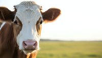 Young dairy cow portrait in golden sunlight on green pasture field for agriculture and farming concepts.