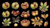 Chestnuts isolated on transparent background, ready for t-shirt design, clipart, stickers, sublimation and print-on-demand products.