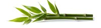 Fresh green bamboo stem with leaves isolated on white background, natural zen element for spa and wellness design.