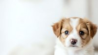 Adorable Australian Shepherd puppy with blue eyes and fluffy brown white coat looking at camera on soft neutral background for pet advertising.
