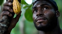 Young African male farmer inspecting fresh cacao pod on tree, close-up portrait showing determination and expertise in sustainable agriculture farming.