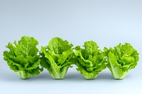 Fresh green lettuce heads arranged in row on light background, organic produce with crisp leaves and vibrant color for healthy eating and food photography.