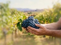 Farmer holding fresh dark grapes in vineyard field during harvest season. Ripe fruit ready for wine production and agricultural use.
