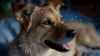 Mixed breed dog with happy expression against dark background with magical blue sparkles and bokeh effects, close-up portrait showing loyalty and wonder.