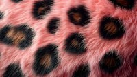 Pink leopard print fur texture with black and brown rosettes on soft furry surface creates exotic animal pattern background for fashion and design projects.