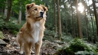 Golden brown mixed breed dog sitting on forest path surrounded by lush green trees with sunlight filtering through canopy creating peaceful woodland atmosphere.