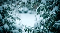 Snow-covered evergreen branches frame natural winter scene with soft focus background creating peaceful seasonal atmosphere for holiday designs.