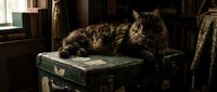 Fluffy tabby cat lounging on vintage suitcase in antique room with books and warm lighting, perfect for home decor and lifestyle content.