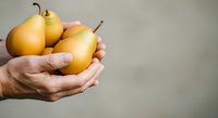 Caucasian adult hands holding three golden pears against neutral background, suitable for organic food, healthy eating, agriculture, and nutrition-related projects.