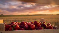 Fresh ripe strawberries in wooden crate at sunset with golden hour lighting over agricultural field background for organic farming and harvest concepts.