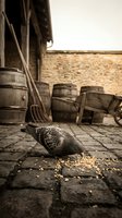 Rustic farm scene with scattered grain and traditional wooden barrels, featuring weathered agricultural tools and equipment in a countryside setting for heritage and farming concepts.