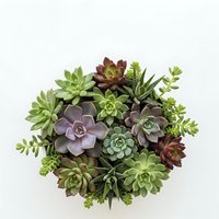 Colorful succulent arrangement with various species in circular composition on white background, isolated for design projects and botanical decor.