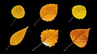 Six autumn leaves in golden yellow and orange tones, isolated on transparent background. Ready for fall clipart, stickers, t-shirt design, sublimation, and print on demand.