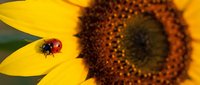 Young red ladybug with black spots crawling on bright yellow sunflower petals, pollinating flower in summer garden, macro nature photography.