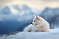 Majestic white Samoyed dog resting on snowy mountain peak against blurred winter landscape background, showcasing serene wilderness atmosphere.