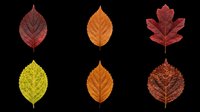 Autumn leaves collection featuring six isolated fall foliage designs in red, orange, and yellow tones on transparent background. Ready for t-shirt designs, clipart, stickers, and print-on-demand projects.