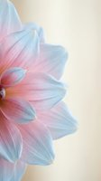 Soft pastel flower petals in pink and blue hues with delicate texture and gentle lighting for romantic designs and feminine branding projects.