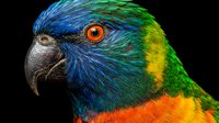 Colorful rainbow lorikeet parrot head portrait with vibrant blue green feathers and orange eye on black background for wildlife photography projects.