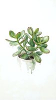 Watercolor illustration of succulent plant in pot, isolated on white background, suitable for botanical art, home decor, and design projects.