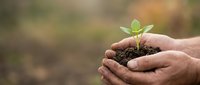Young plant seedling with green leaves held in cupped hands with soil, representing growth, environmental care, sustainability, and gardening for ecological conservation projects.