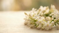 Delicate white jasmine flowers arranged on soft beige fabric surface with warm golden bokeh background creating peaceful spa and wellness atmosphere.