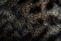 Close-up macro shot of striped cat fur texture showing detailed natural pattern of grey, black and brown hair creating abstract background design.
