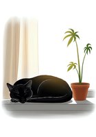 Black cat sleeping on windowsill next to potted palm plant and curtains. Cozy home interior scene suitable for pet, lifestyle, and home decor designs.