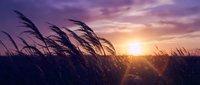 Tall grass swaying in gentle breeze during golden hour sunset with dramatic purple and orange sky creating peaceful natural landscape scene.