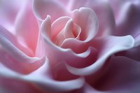 Soft pink rose petals in macro close-up with delicate curves and gentle lighting creating romantic floral background for wedding invitations and love themes.