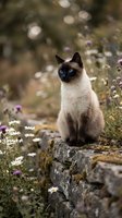 Siamese cat with striking blue eyes sitting on a stone wall surrounded by white daisies and purple wildflowers in a garden setting, ideal for pet and nature themes.