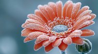 Coral pink gerbera daisy flower covered in morning frost crystals against blurred blue background, macro photography showing delicate frozen dewdrops on petals.