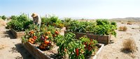 Farmer harvesting fresh red peppers in raised garden beds in arid desert climate, sustainable agriculture and food production.