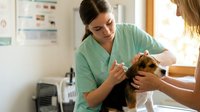 Female veterinarian in green scrubs examining small brown dog during checkup at modern animal clinic with professional medical equipment and charts.