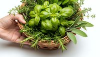 Fresh herbs in wicker basket held by hand on white background. Basil, rosemary, sage and thyme for cooking, culinary ingredients isolated for design.