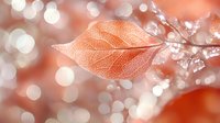 Delicate orange skeleton leaf with detailed veins and texture against soft coral bokeh background with sparkling dewdrops creating dreamy natural macro photography.