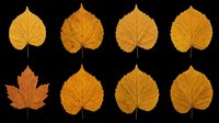 Autumn leaves collection featuring golden and orange foliage isolated on transparent background. Ready for clipart, t-shirt designs, stickers, sublimation, print-on-demand products and digital crafts.