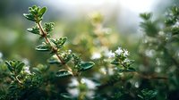 Fresh thyme plant with small white flowers growing in garden, aromatic herb with water droplets on leaves in soft morning light.