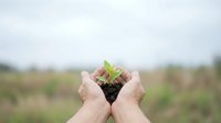 Hands holding young seedling with soil against blurred agricultural field background, representing growth, sustainability, and environmental conservation for eco-friendly projects.