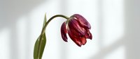 Wilted deep red tulip with drooping petals and green stem against soft white background, isolated for design projects and botanical illustrations.