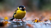 Small yellow songbird with black head markings perched on autumn ground covered with colorful fallen leaves in natural outdoor setting.