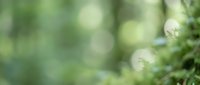 Abstract green nature background with soft bokeh lights and blurred foliage creating peaceful organic atmosphere for wellness and environmental concepts.